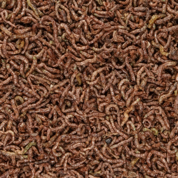 B4F Blood Worms | Alimento para peces a base de larvas de mosquito liofilizadas