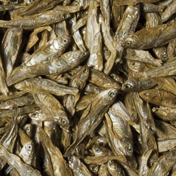 B4F Dried Fish : Alimento para peixes à base de peixe seco